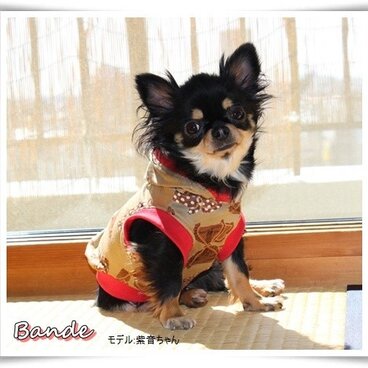 ｶﾞｰﾘｰﾌｰﾄﾞ付きTｼｬﾂ