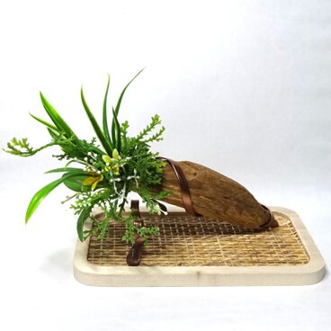 流木セダムアレン