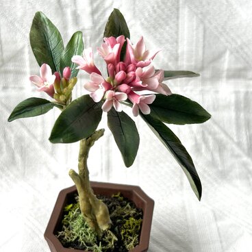 クレイの花(粘土)沈丁花