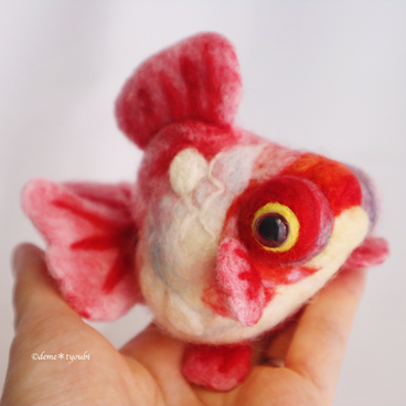 大きなショートテール桜出目金