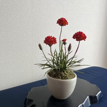 粘土の花　アルメリア