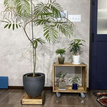 Mサイズ キャスター付き プランタースタンド プランター台 観葉植物