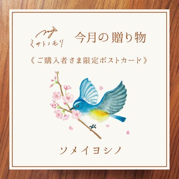 《ラッピング》今月の贈り物｜ご購入者さま限定ポストカード｜季節のお花とルリビタキ ❖ 桜 ソメイヨシノ ❖