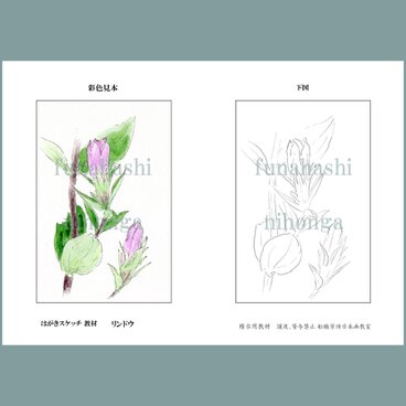 ハガキにスケッチしましょう　リンドウ