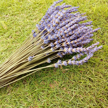 ✾ラベンダー・グロッソ★100本ドライフラワー