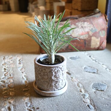 触ると幸せが訪れる！モンキーツリー　陶器鉢Aタイプ