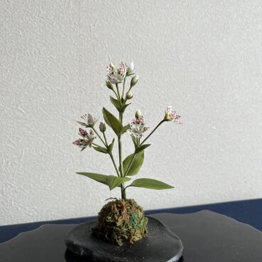 粘土の花アケボノソウ