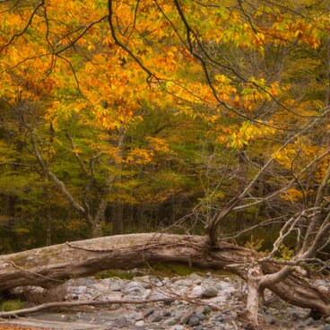 燃えたつ秋［7］【風景写真・おしゃれなポスターアート インテリア】