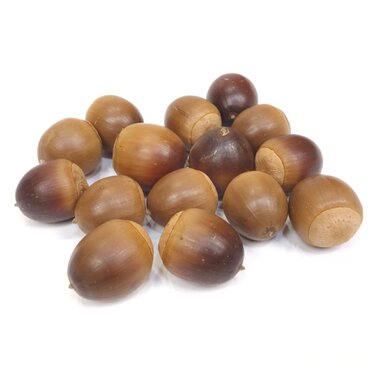 かわいいクヌギのどんぐり大中サイズ不揃い15個 クラフト パーツ ドライ リース メール便対応