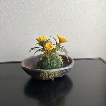 粘土の花　福寿草