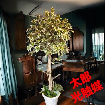 光触媒　人工観葉植物　ウォールグリーン　フェイクグリーン　斑入りベンジャミン