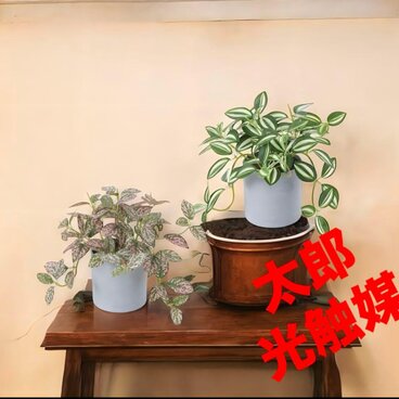 光触媒　人工観葉植物　ウォールグリーン　フェイクグリーン　トラディスとピポエス