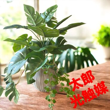 光触媒　人工観葉植物　ウォールグリーン　フェイクグリーン　モンステラとエンジェル