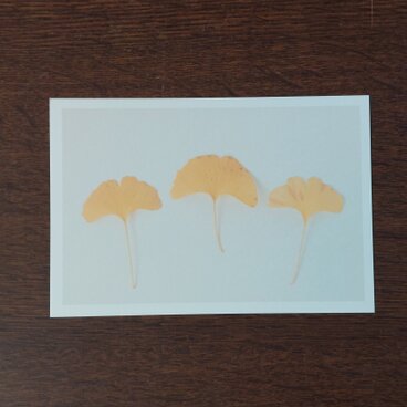 ポストカード(イチョウ)三枚セット