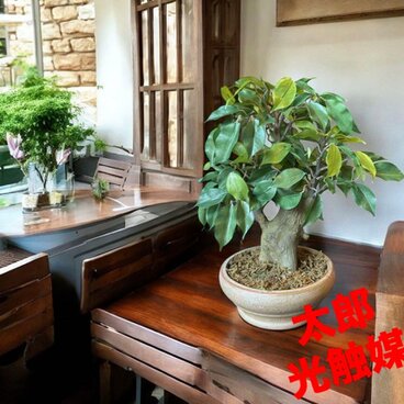 光触媒　人工観葉植物　ウォールグリーン　フェイクグリーン　盆栽ベンジャミン