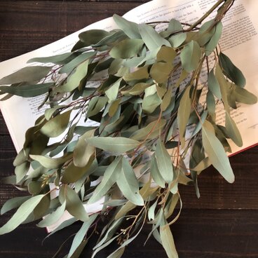 笹葉ユーカリ5本セット ユーカリのシンプルスワッグ秋冬収穫 素材用にも ドライフラワー 花材