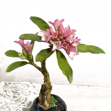 クレイの花(粘土) 沈丁花ミニ盆栽