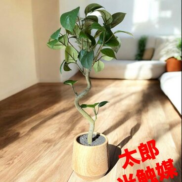 光触媒　人工観葉植物　ウォールグリーン　フェイクグリーン　ガジュマル41woo