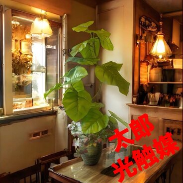 光触媒　人工観葉植物　ウォールグリーン　フェイクグリーン　ウンベラータアレンジ