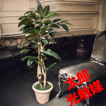 光触媒　人工観葉植物　ウォールグリーン　フェイクグリーン　コーヒーの木