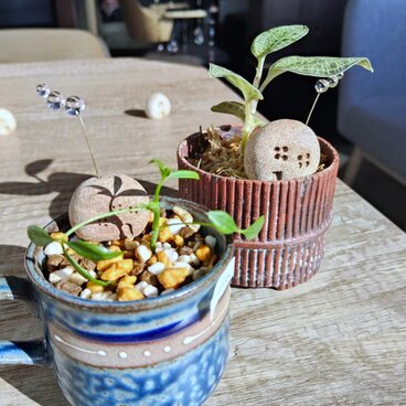 お家とガラスの雲　2個セット