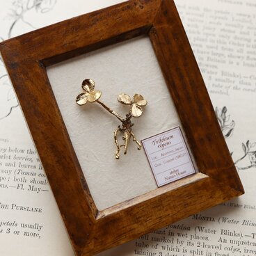 ちいさな植物標本 ブローチ｜オブジェ [クローバー]