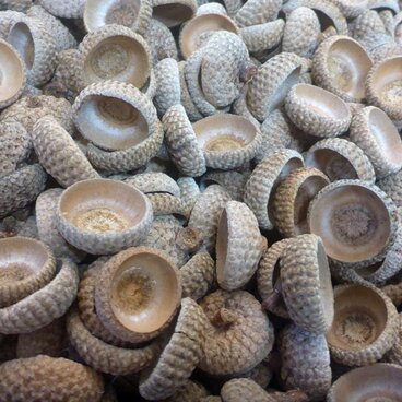 どんぐり（ナラガシワ等うろこ状）の帽子(特大)　10個