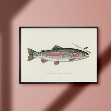 ニジマス 虹鱒 レインボートラウト ビンテージ ルアーフィッシング 釣り アウトドア ガレージ 雑貨 A4アートポスター