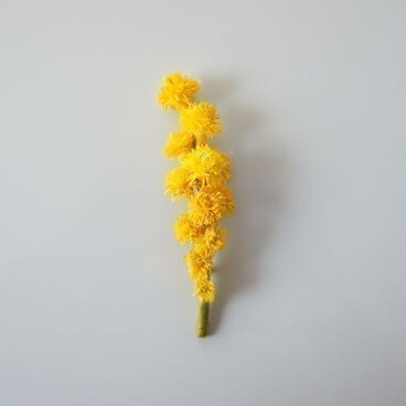 繭のコサージュ　ミモザ