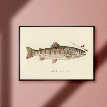 ヤマメ 山女魚トラウト サクラマス ビンテージ ルアーフィッシング 釣り アウトドア ガレージ 雑貨 A4アートポスター