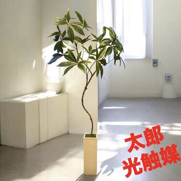 光触媒　ウォールグリーン　フェイクグリーン　クネクネパキラ