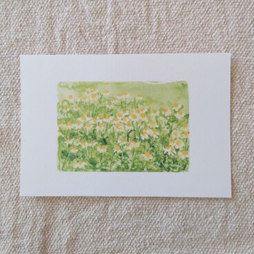 postcard　/　カモミールの畑（2枚組）