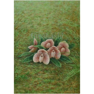 アートポスター　パフィオペディラム ベラチュラム