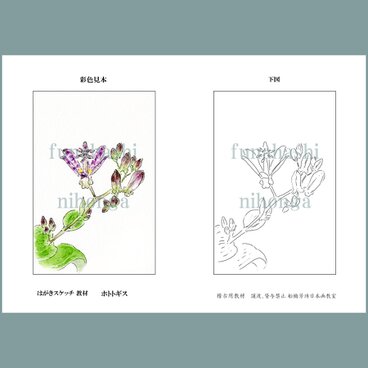 ハガキにスケッチしましょう　ホトトギス