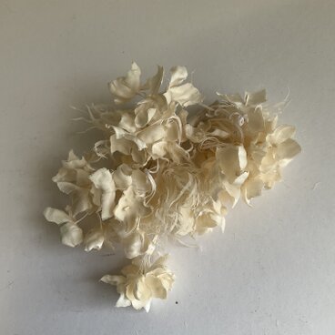 ２４４　クリーミーな紫陽花