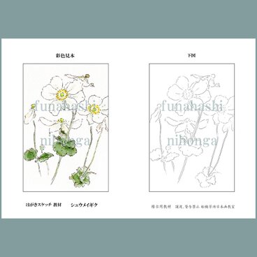 ハガキにスケッチしましょう　シュウメイギク