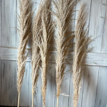 SALE★在庫入れ替えセール パンパスグラスサラサラタイプ5本セット  ドライフラワー花材