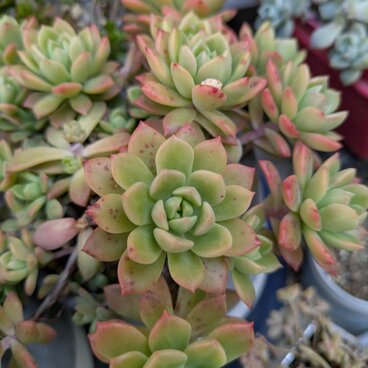 多肉植物　マッコス　3つ 　カット苗　