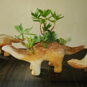 恐竜(多肉植物・大)