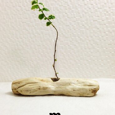 珍しい！真っ白い流木の一輪挿し