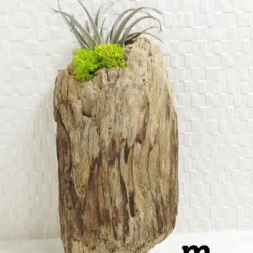 流木とエアプランツの壁掛け