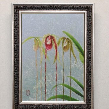 日本画 「フラグミペディウム カウダツム」