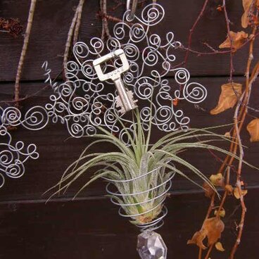 ワイヤーハンギング＊エアプランツ＊Ａ