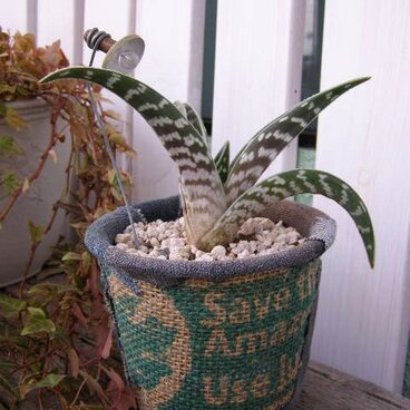 アロエ＊リメ鉢デニム＆ドンゴロス