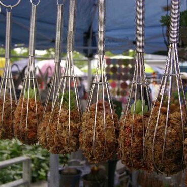 ホイッパー多肉＊２コセット