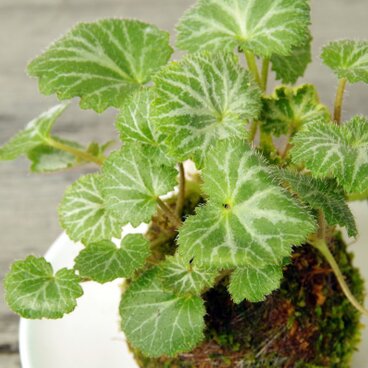 ユキノシタの苔玉