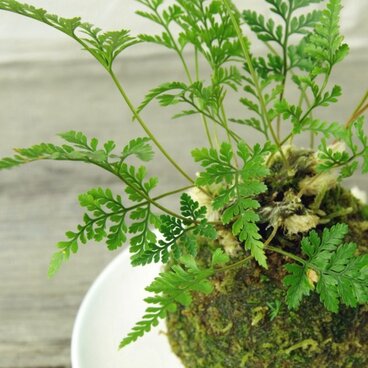 トキワシノブの苔玉