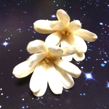 本物プチフラワーのピアス