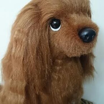 キャバリア･キングチャールズ･スパニエル