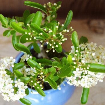 ピラカンサの盆栽